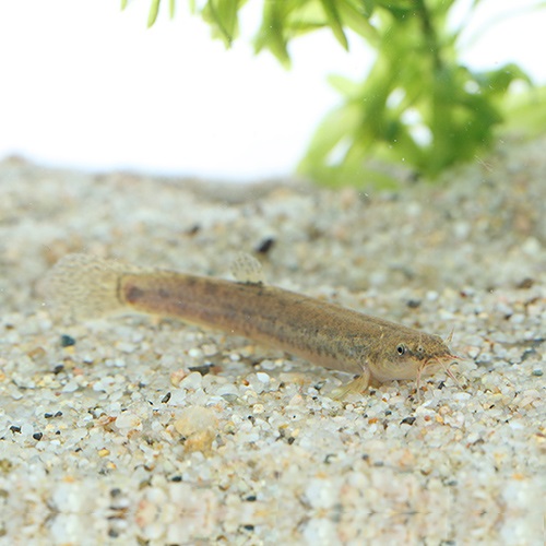 ホトケドジョウ