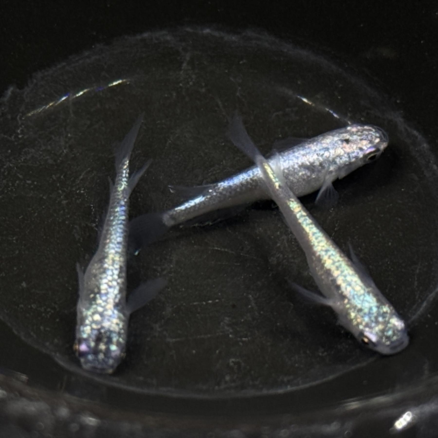 ブルームーンヘイキ