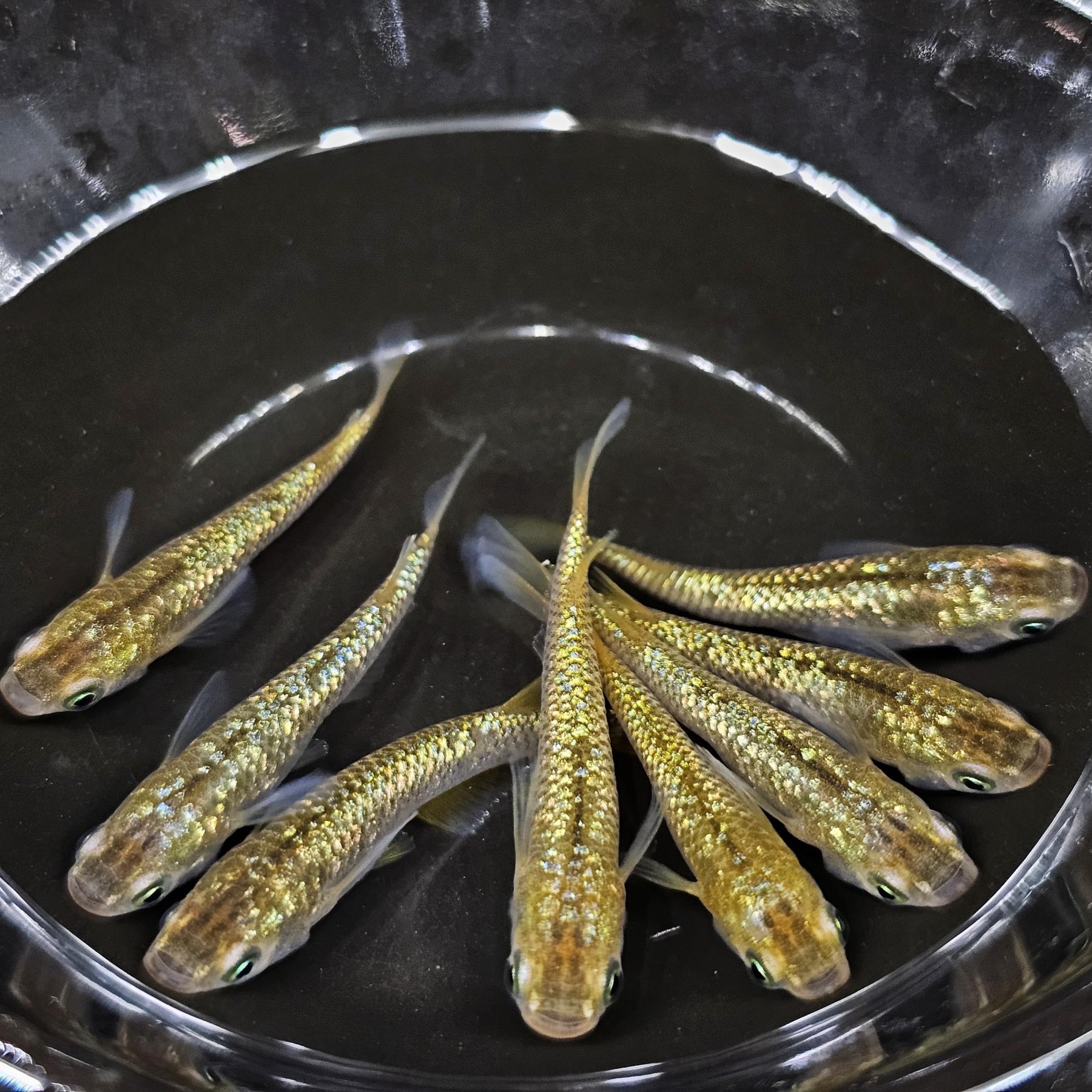 琥珀（こはく）レインボーラメメダカ