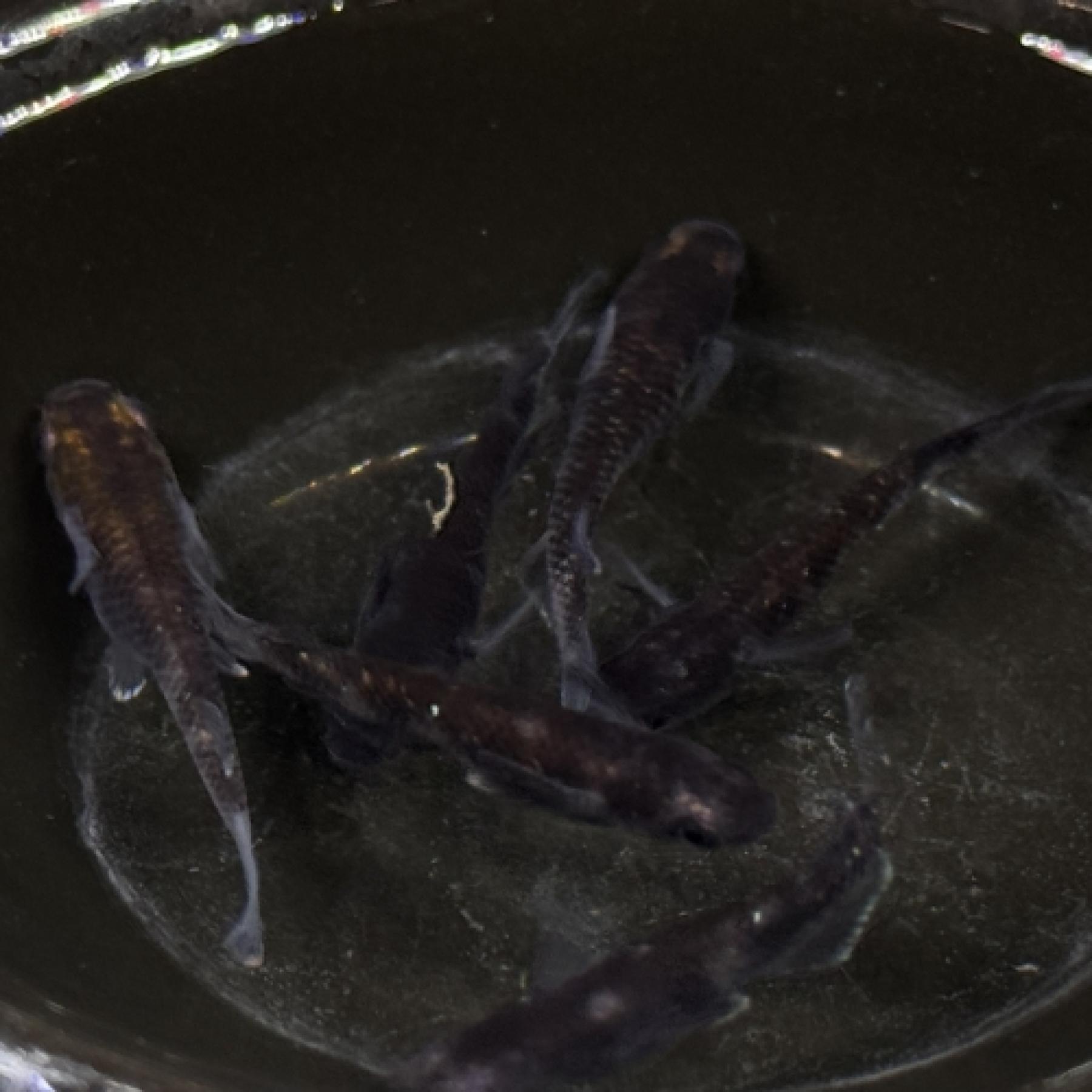 ブラックウルフ