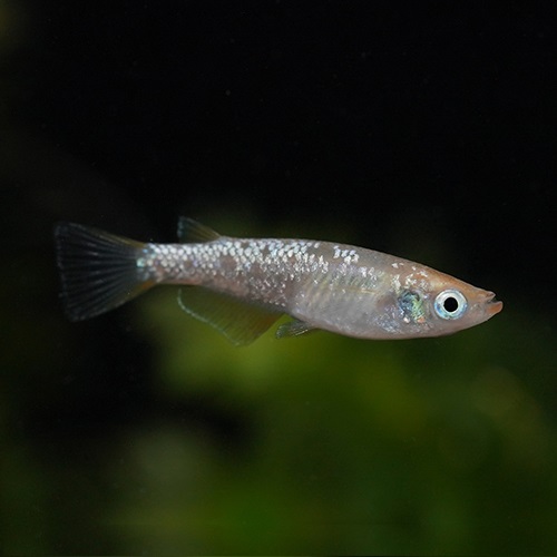 シャンパンゴールドラメメダカ