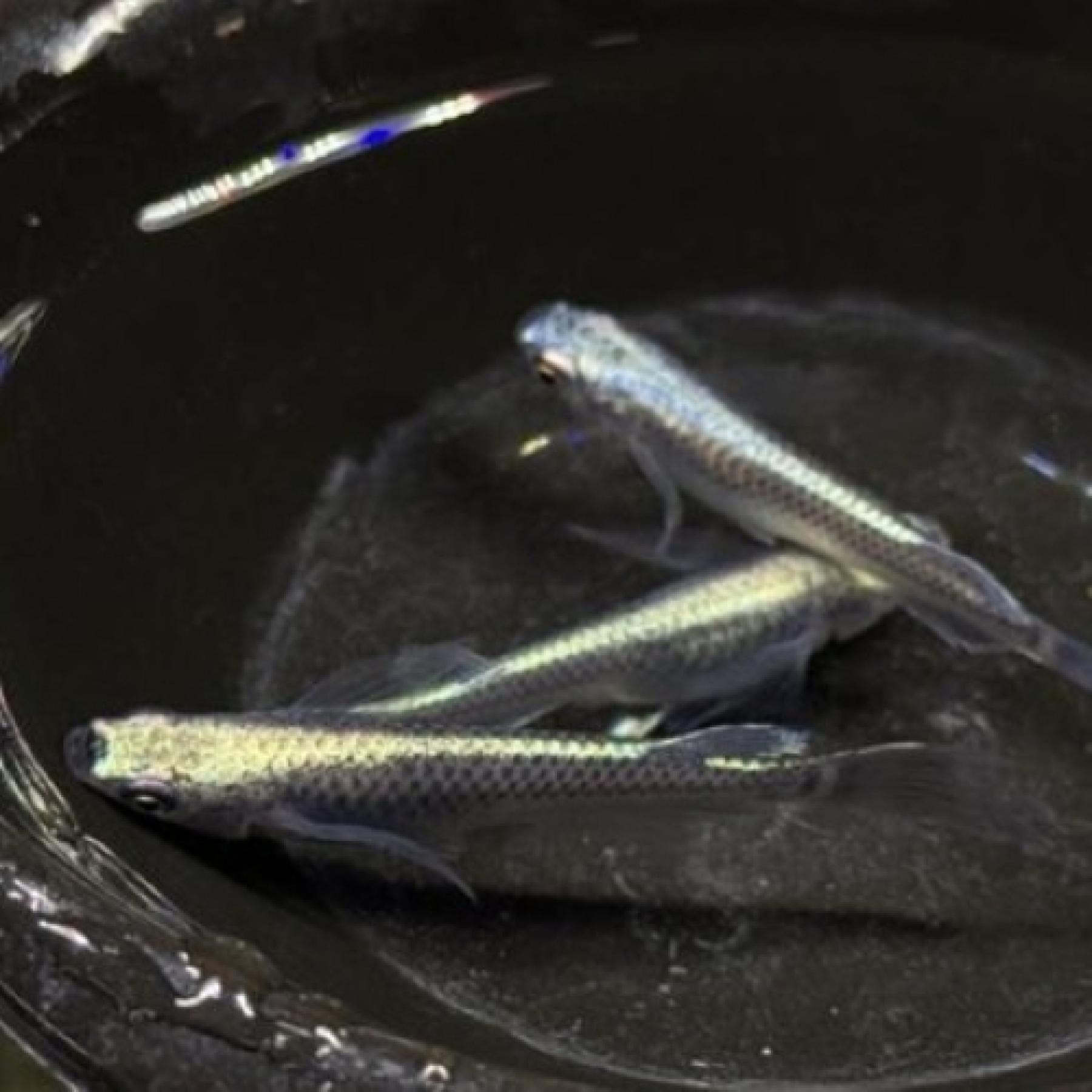 黒幹之・ヒレ長