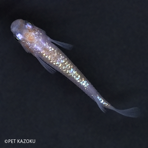王華