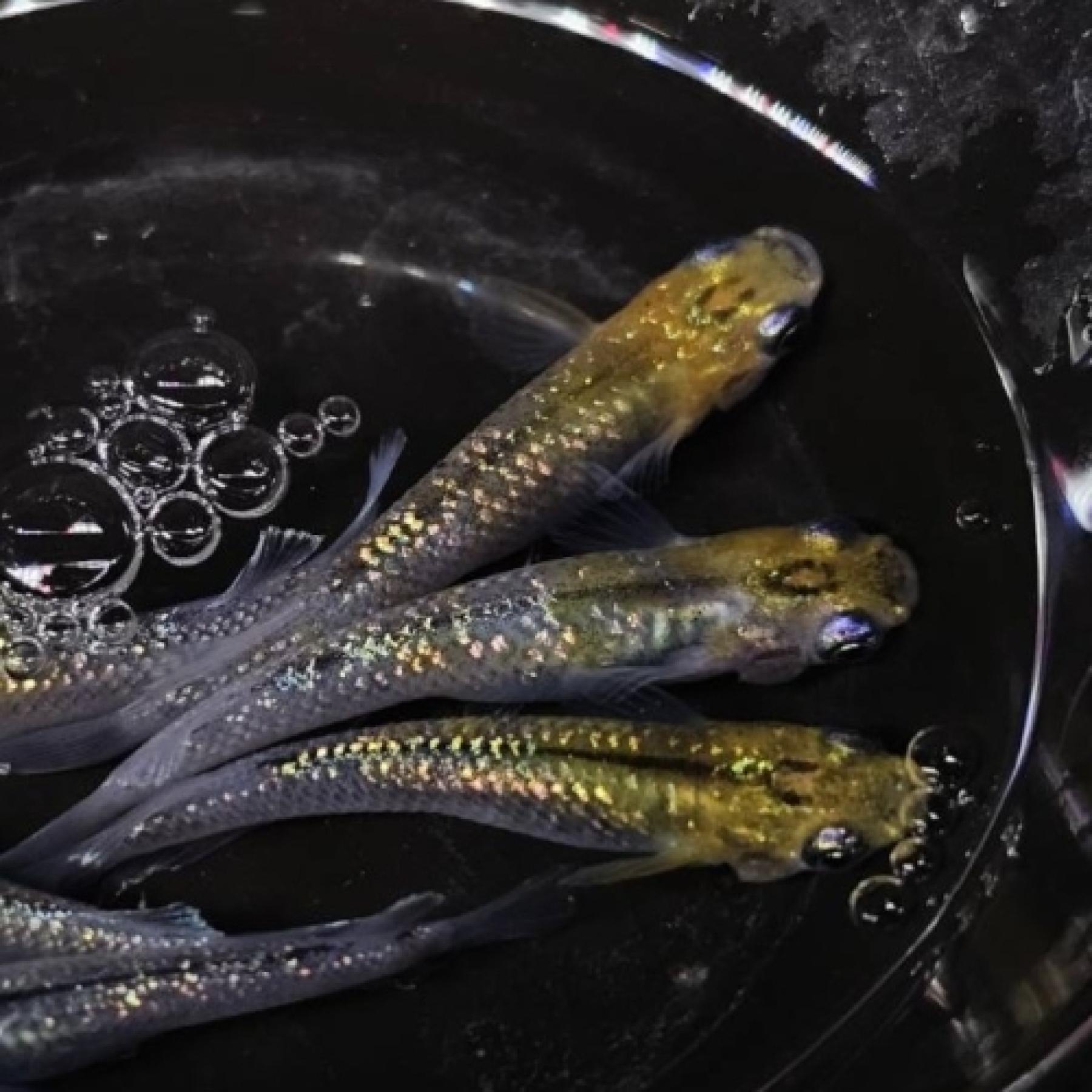 彗煌（上州メダカ）