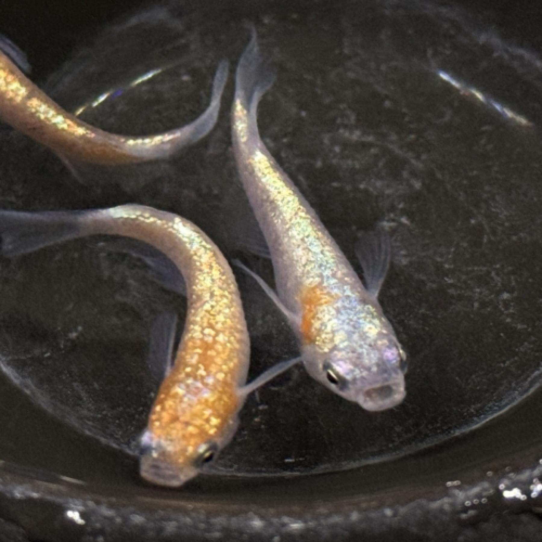 三色ヒミツヘイキ（サバンナメダカブリード）