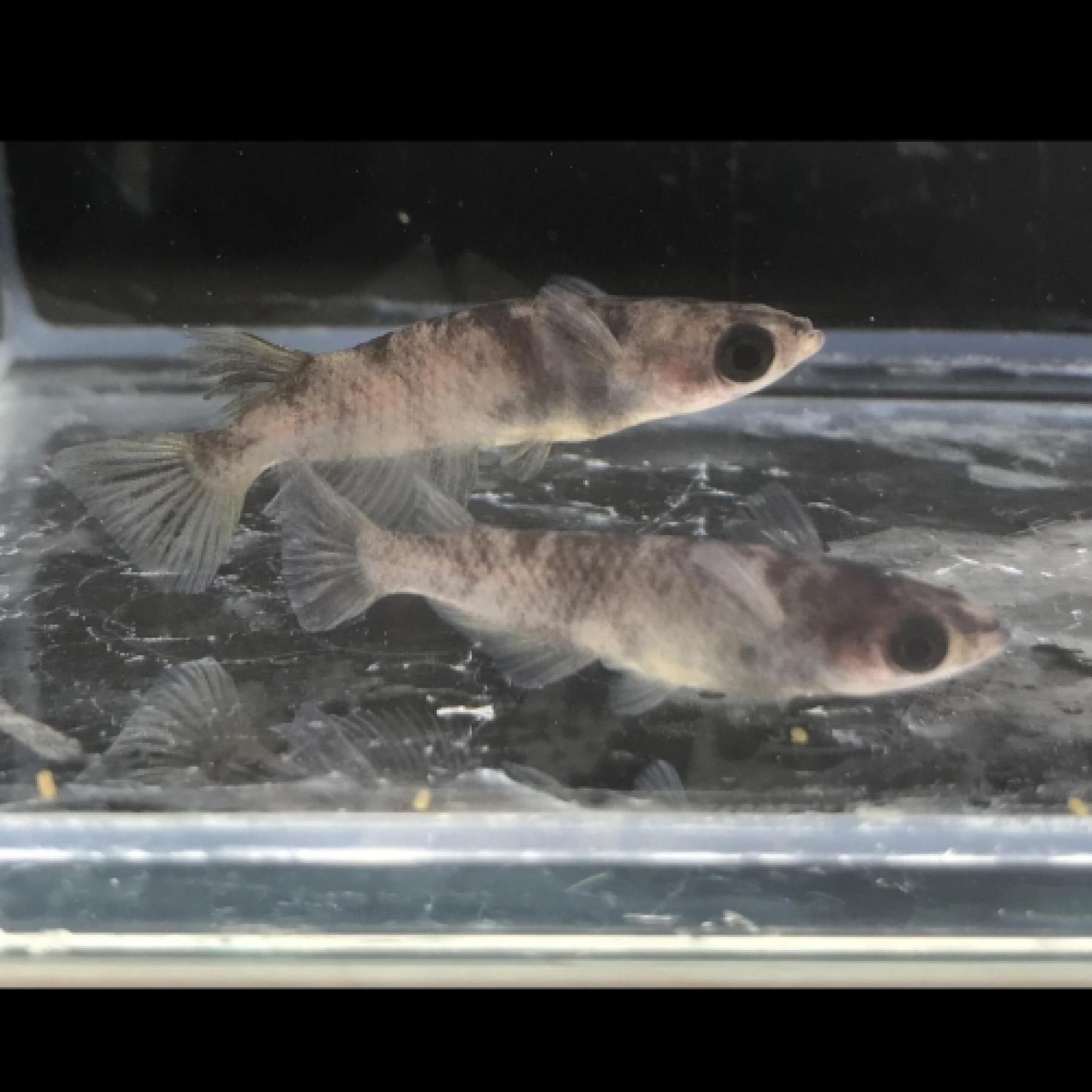 御影メダカ・強墨