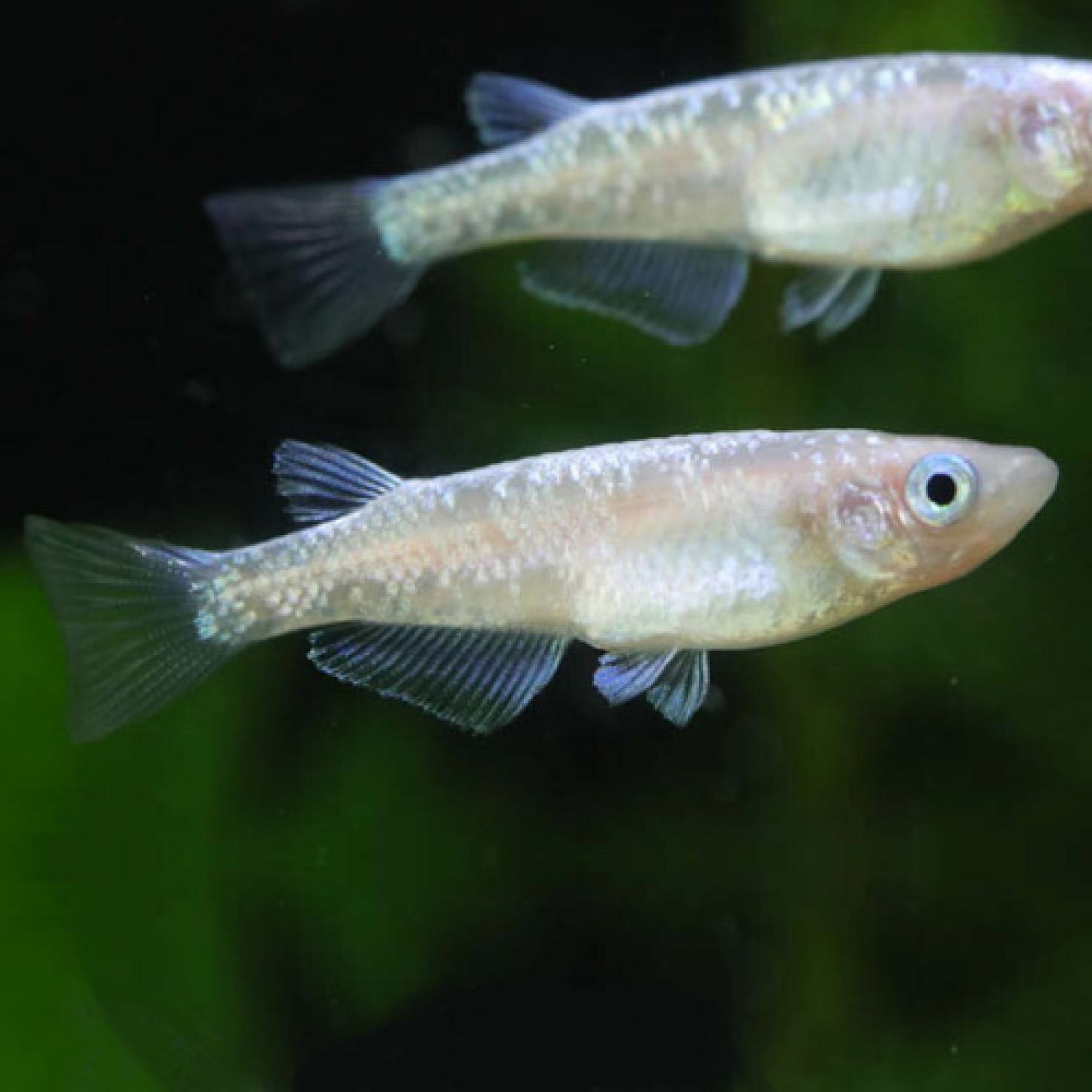 白ラメミユキ・ダイヤモンドダスト