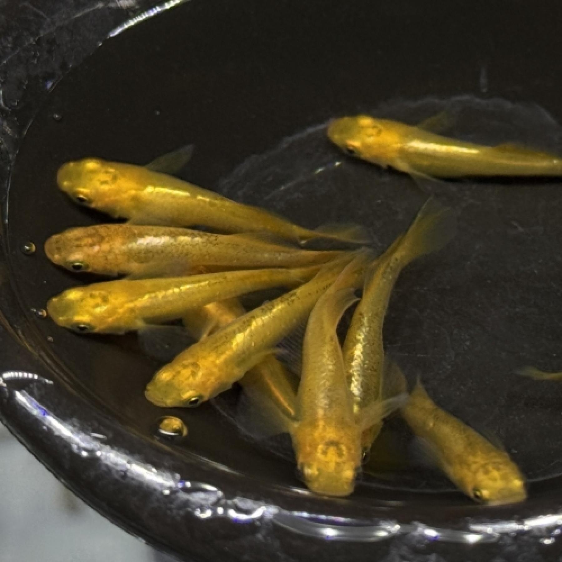 黄金べっ甲メダカ