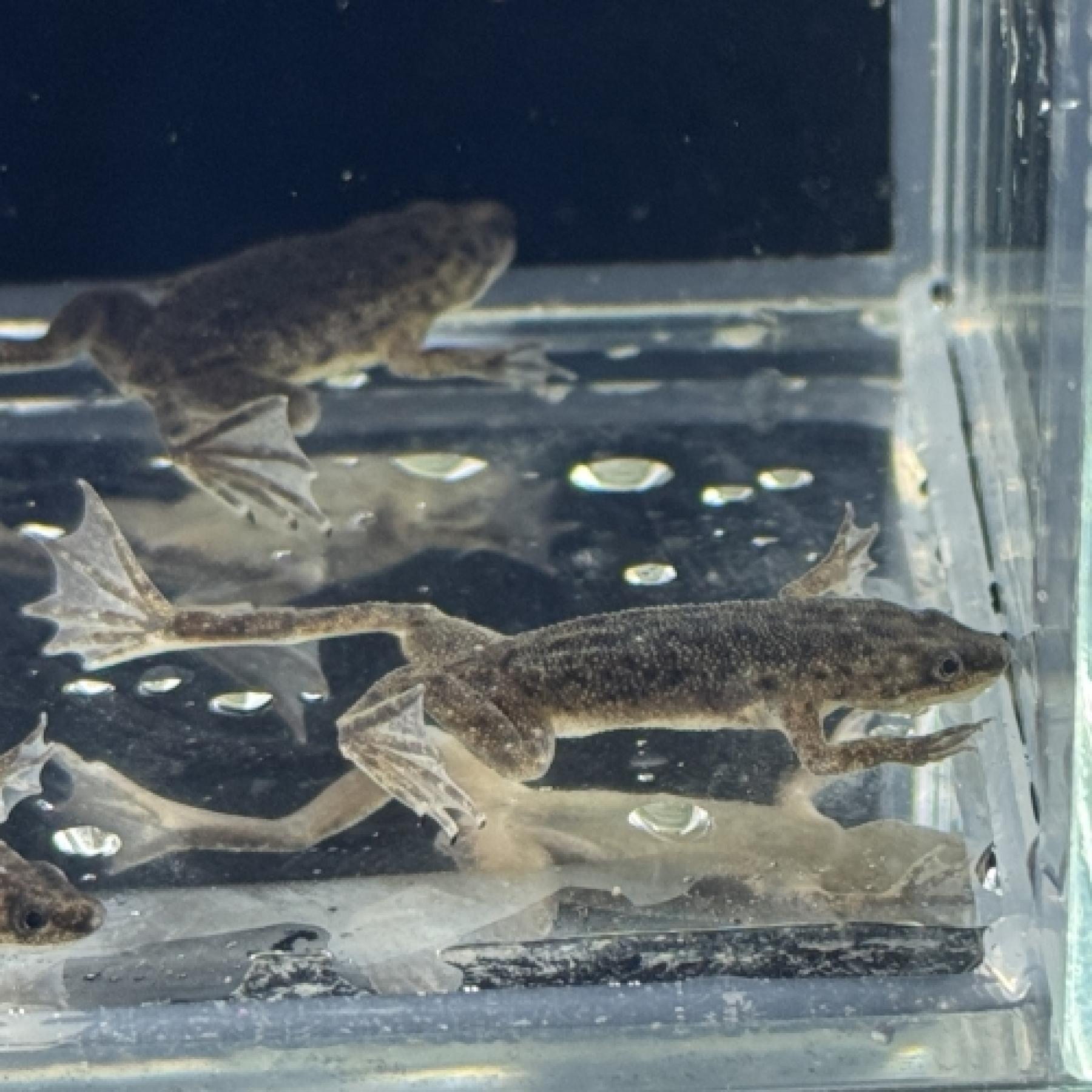 ヒメツメガエル
