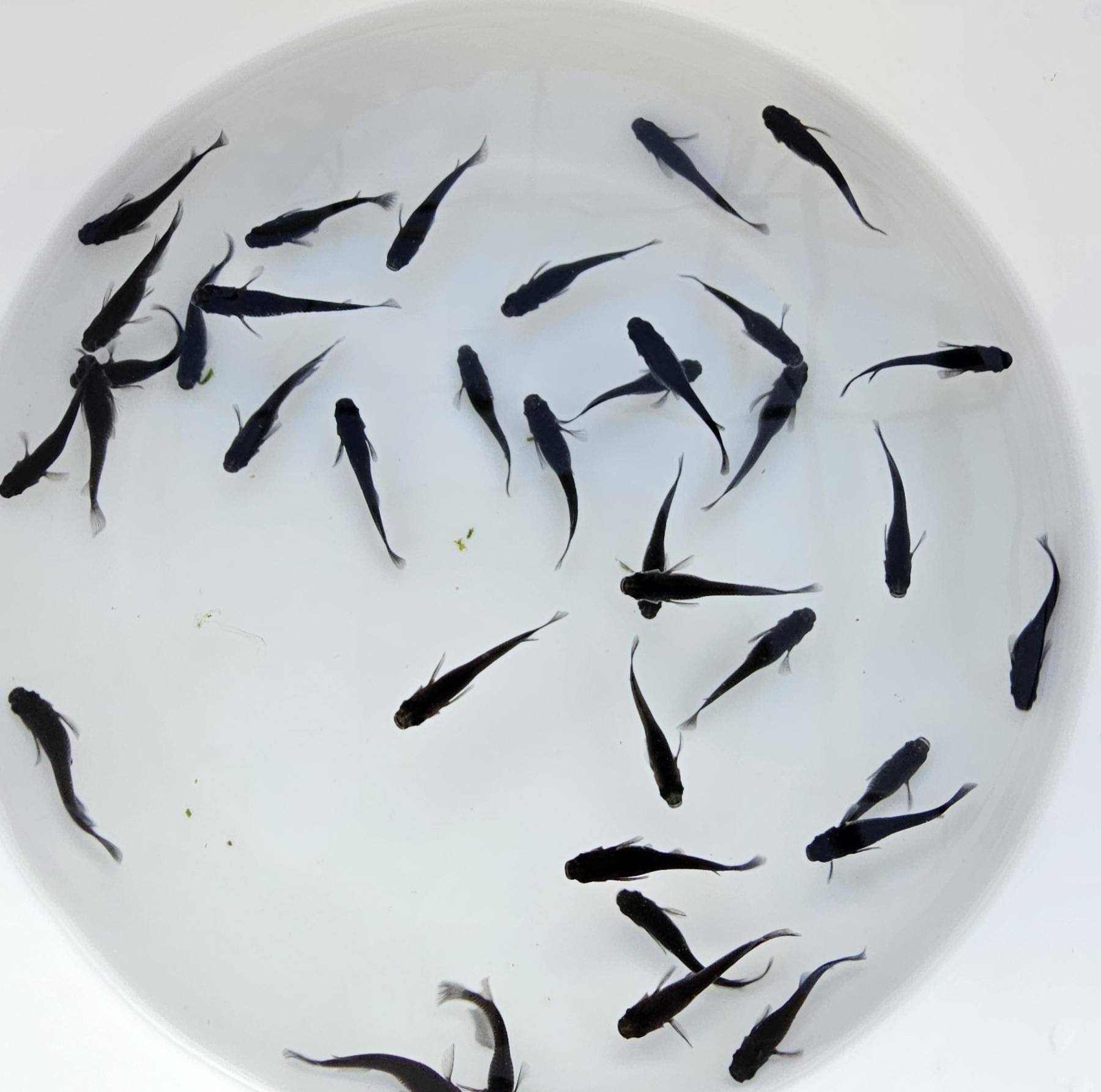 オロチメダカ（J-Killy）