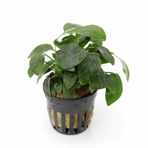 アヌビアス　ナナプチ（ＰＯＴ）