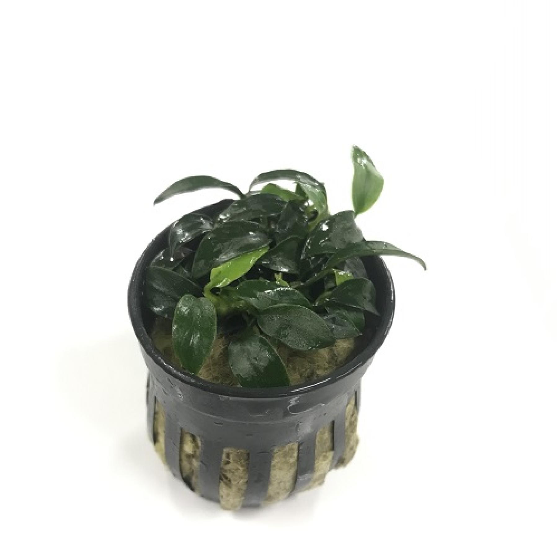 アヌビアス　ジャングルスター（ＰＯＴ）