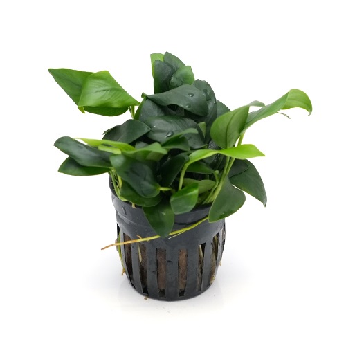 アヌビアス　ナナ　ボンサイ（POT）