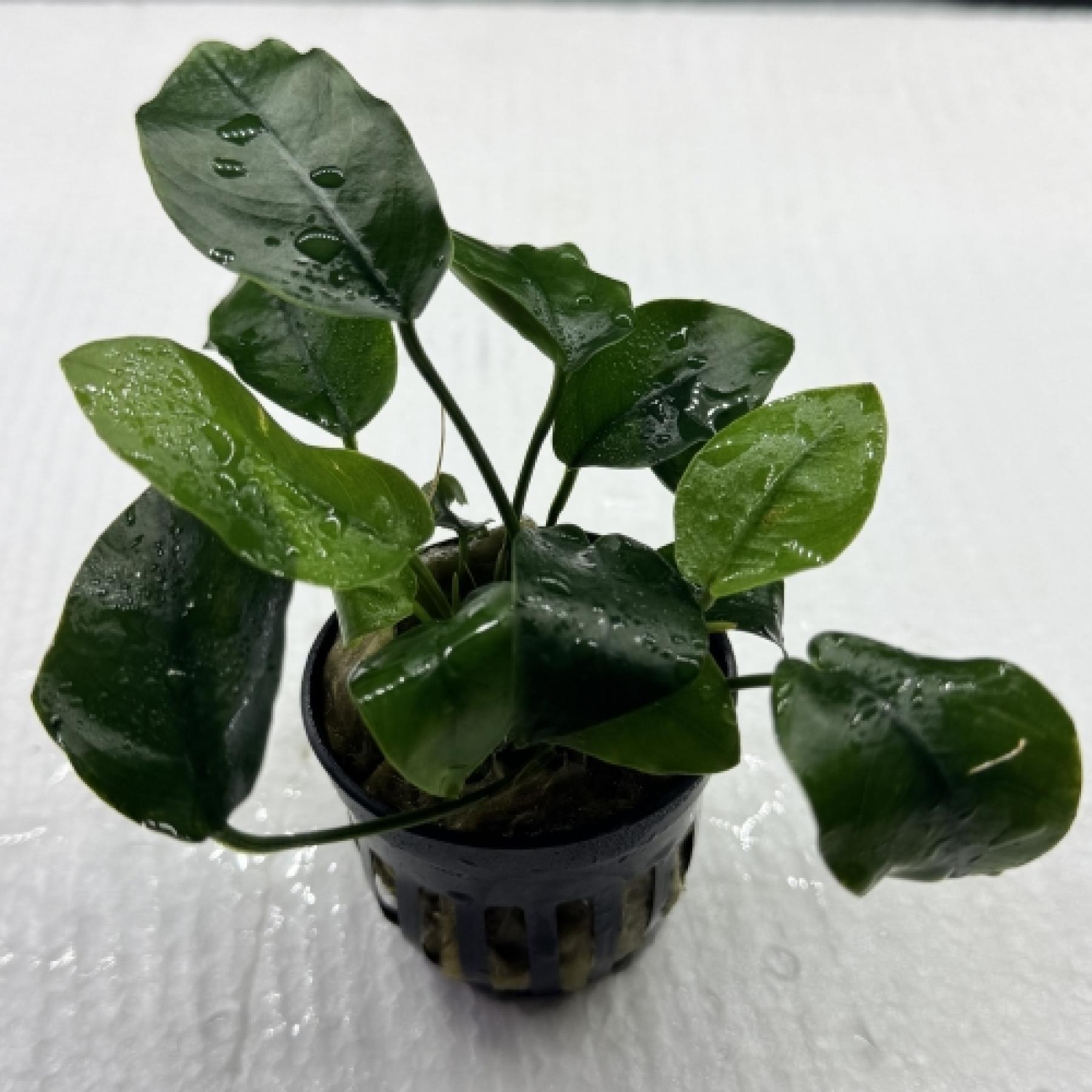 アヌビアスｓｐショート＆シャープ（ＰＯＴ）