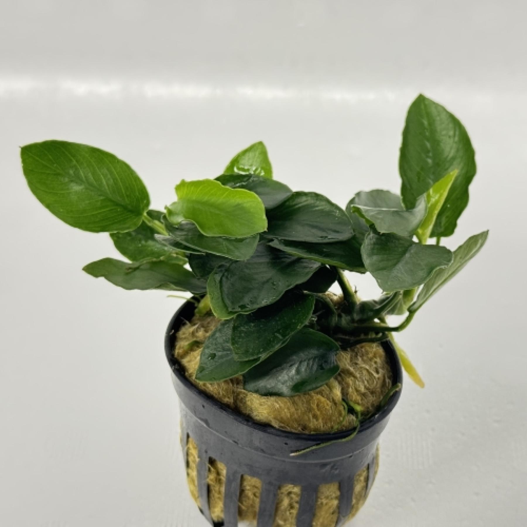 アヌビアス・ナナ　ロングウェービー（ＰＯＴ）