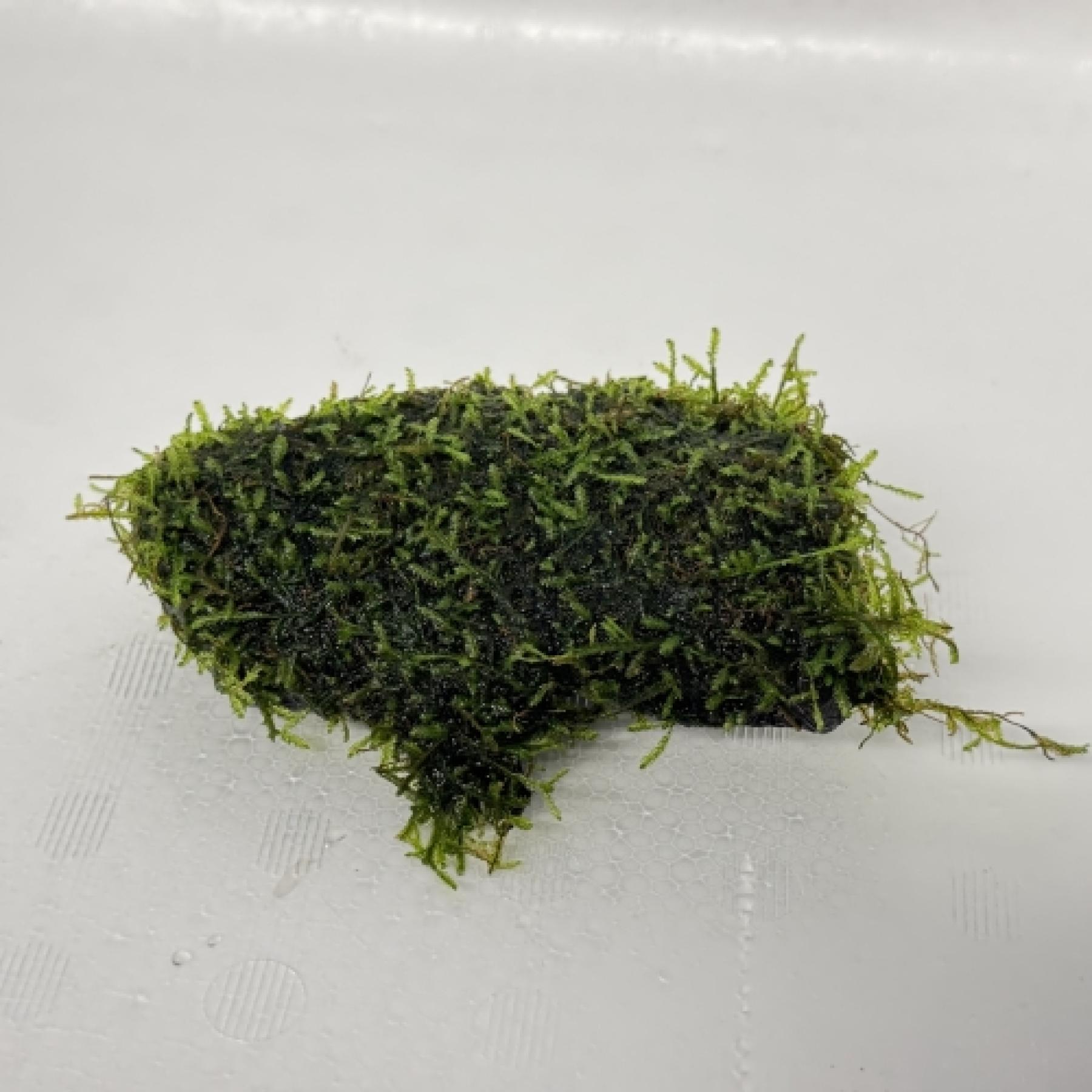 ウィローモス付き流木