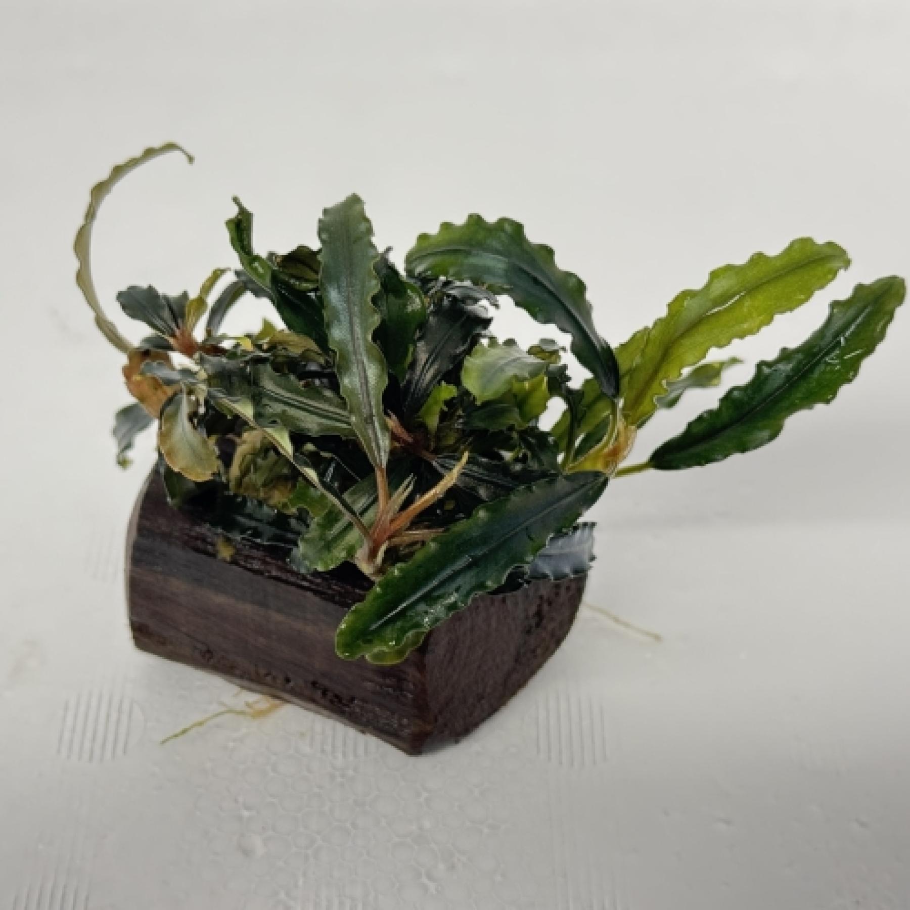 ブセファランドラ付きミニ流木