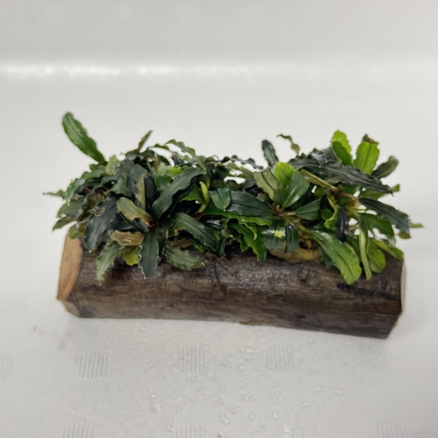 ブセファランドラ・2種アソート付き流木