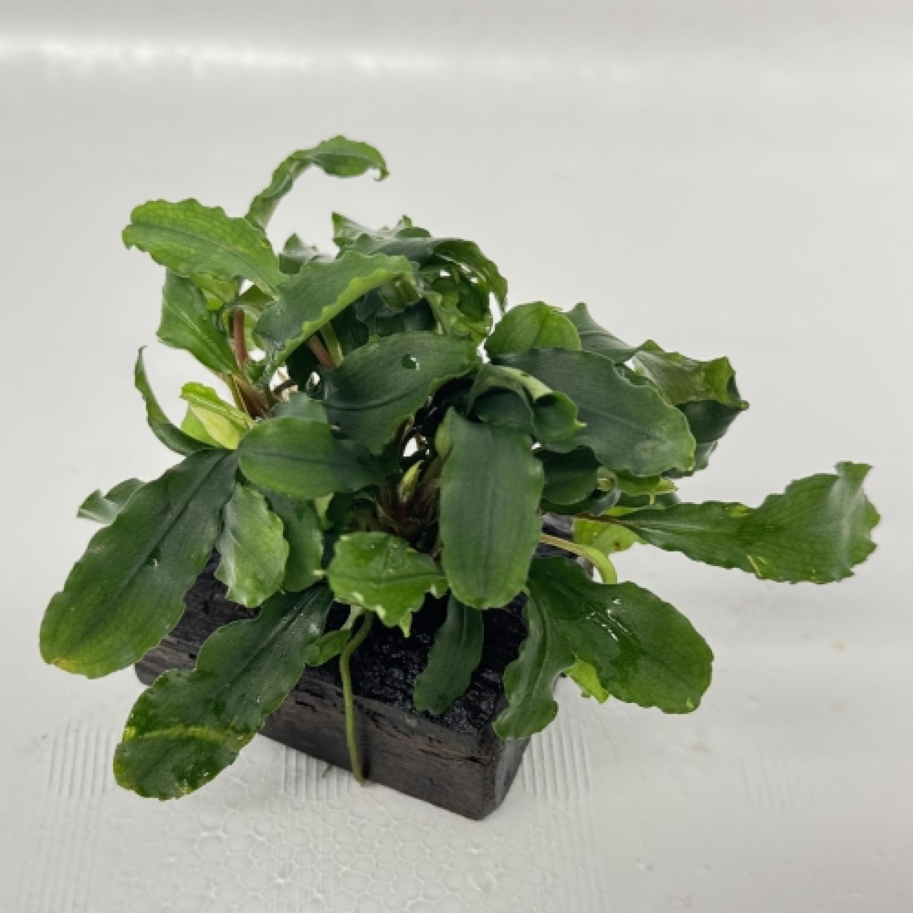 ブセファランドラ・グリーンウェービー付きミニ流木