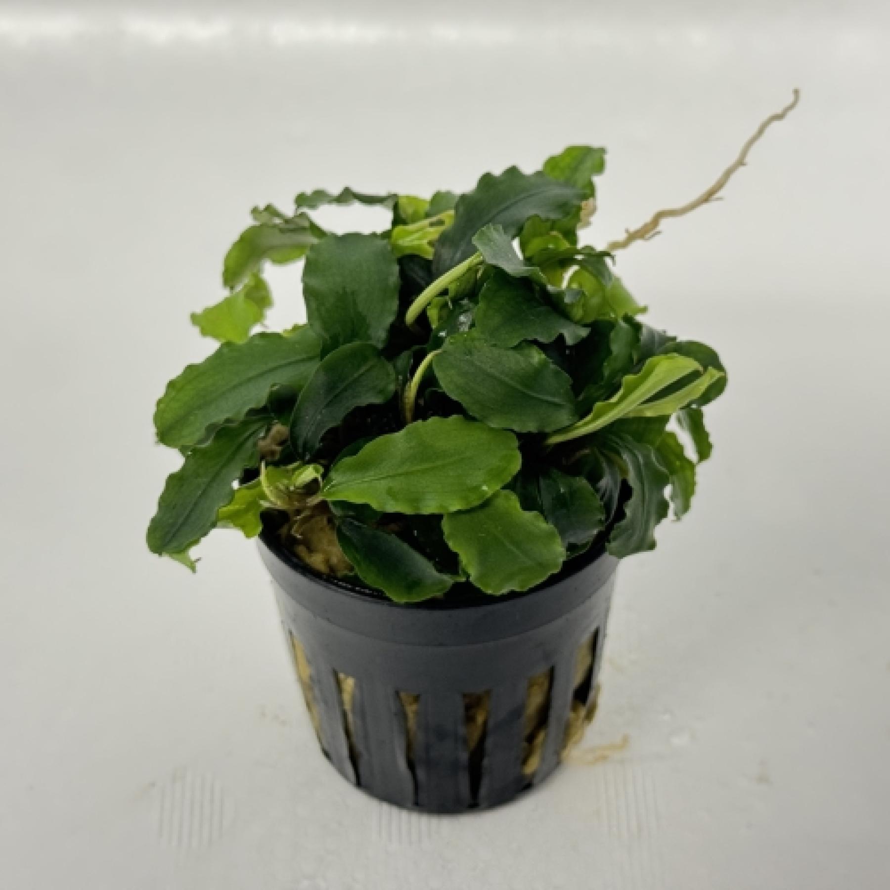 ブセファランドラ・グリーンウェービー（ＰＯＴ）