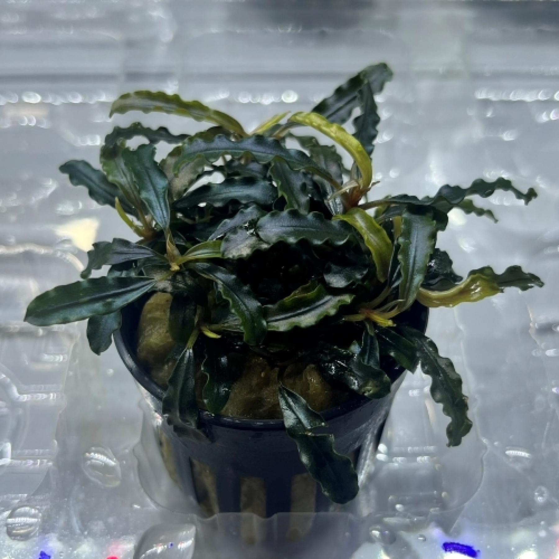 ブセファランドラ・ダークベルベット（ＰＯＴ）