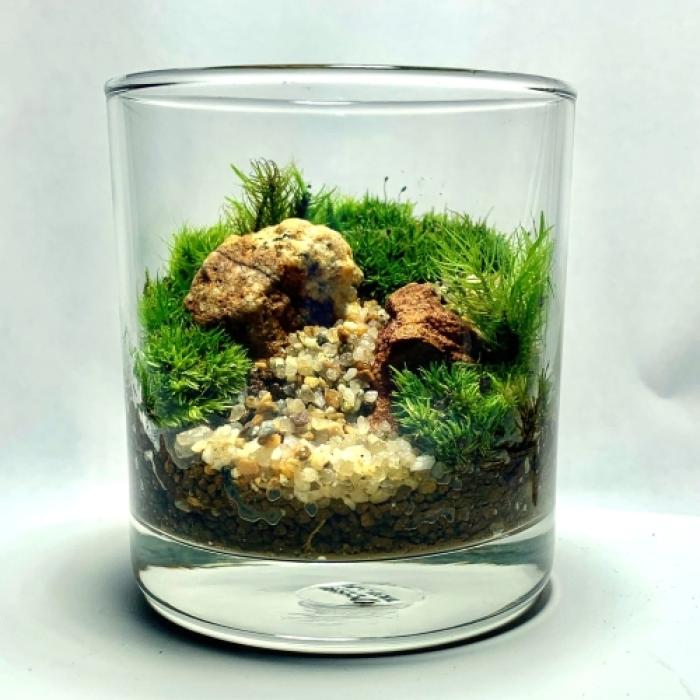 苔のテラリウムグラスＭ