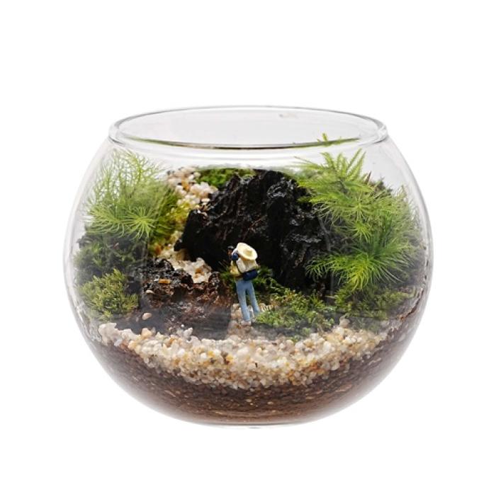 苔のテラリウムボウルＭ