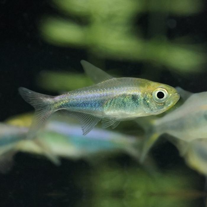 パープルブルーファラガテトラ（ブリード）（Ｌ）