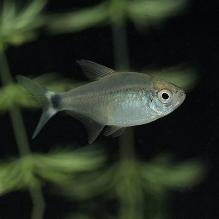 ハイフェソブリコン・ペウゲオティ（ブリード）