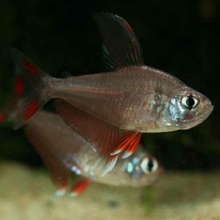 ロージーテトラ（Ｌ）