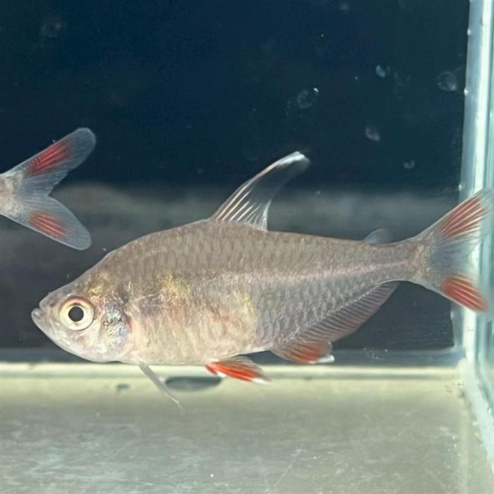 ロージーテトラ（ＸＬ）