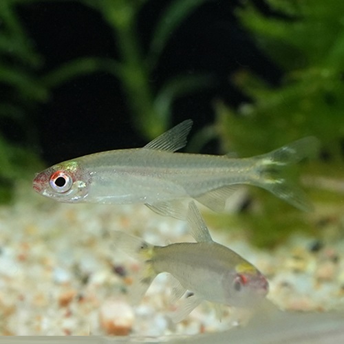 イエローテールラミノーズテトラ（コロンビア）