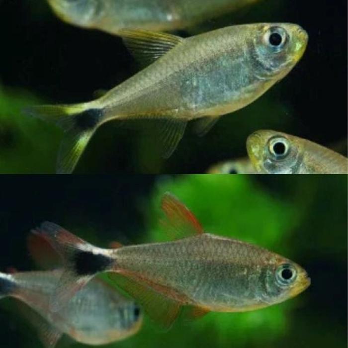 ソルソルテトラ（ペルー）