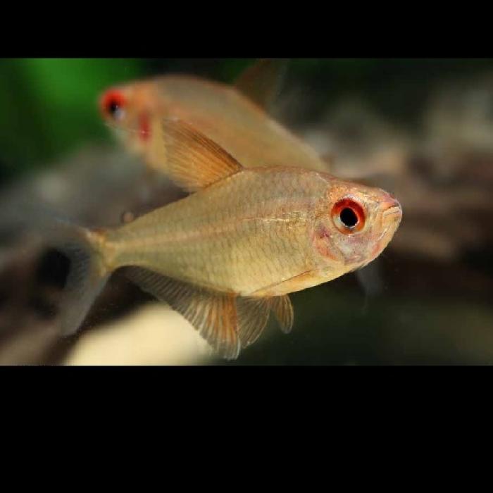 スーパーレモンテトラ（タパジョス）