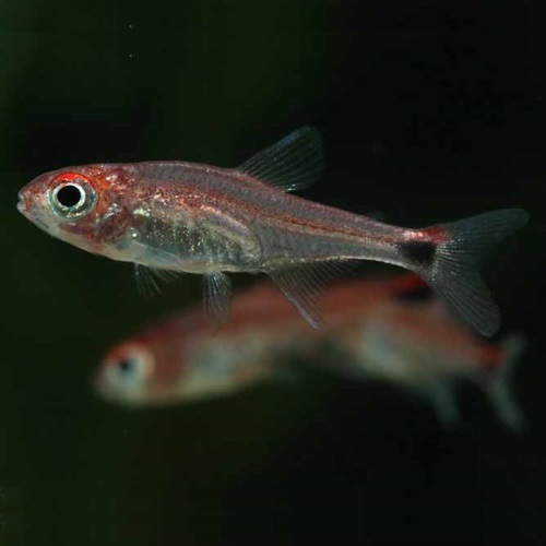 ディープレッドホタルテトラ（コロンビア）