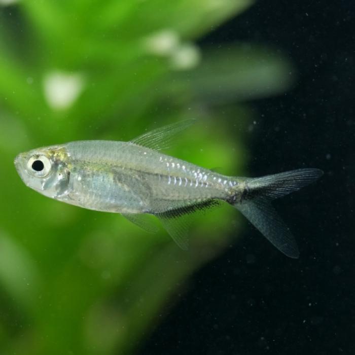 ジャックナイフテトラ（ブリード）