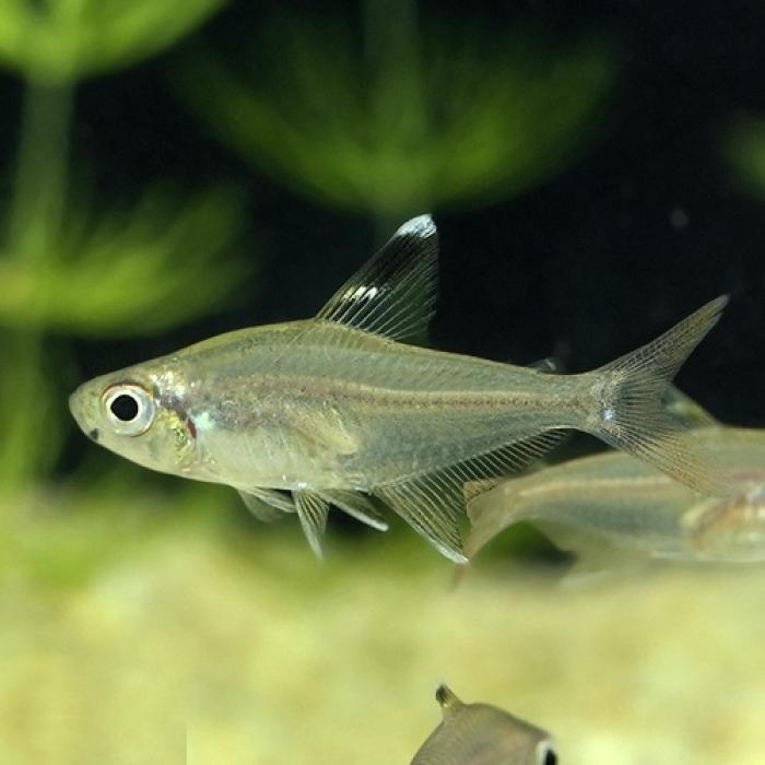 ハイフェソブリコン　コペランディ（タパジョス）