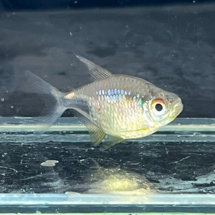 プルッカーテトラ（ガーネットテトラ）（Ｌ）