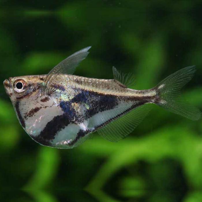 マーブルハチェット（コロンビア）