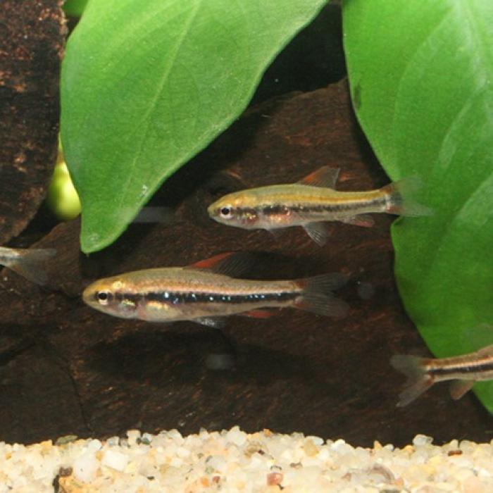 ワイツマニーテトラ（コロンビア）
