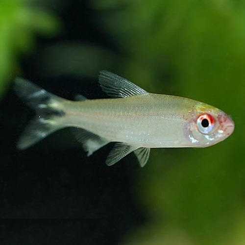 ワイルドラミノーズテトラ（リオネグロ）