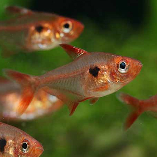 ワイルドレッドファントム・ルブラ（コロンビア）