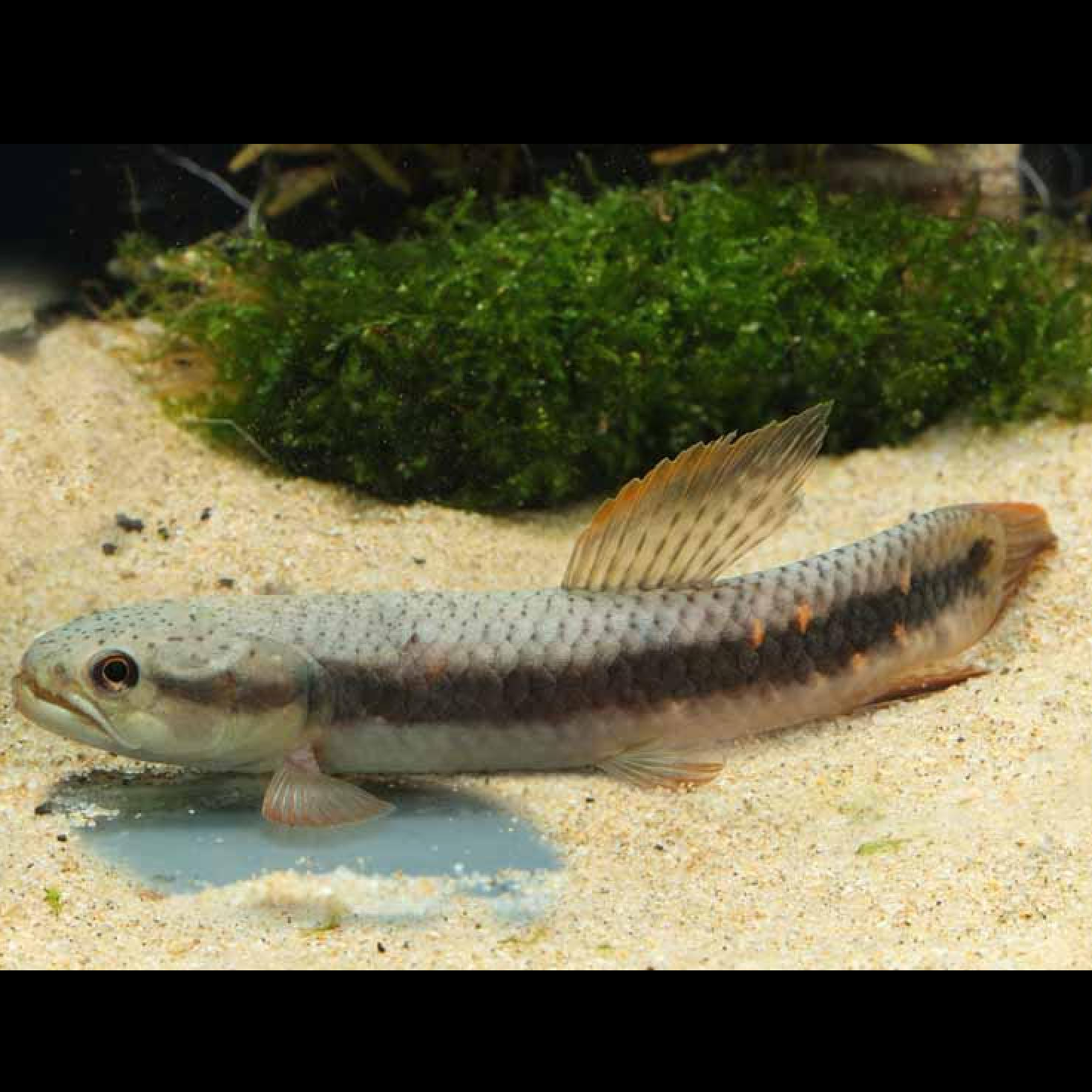 オレンジフィンキリーホーリー（Ｍ）