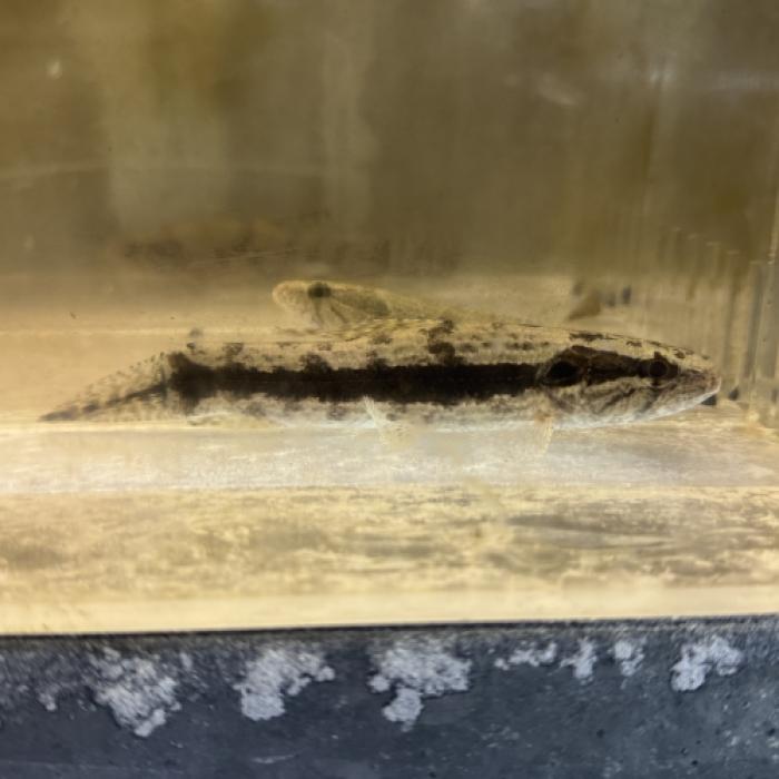 ホプリアスｓｐ．（タパジョス）