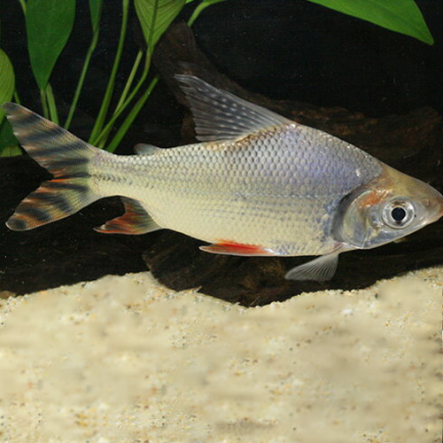 カラープロキロダス（コロンビア）（ＭＬ）