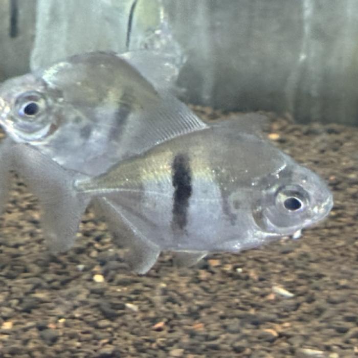 ブラックバンデッドメチニス（コロンビア）（M)