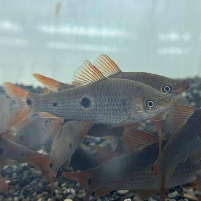 シューダノス・トリマキュラータス