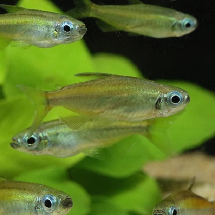 ゴールデンコンゴーテトラ（コンゴ）＊雌雄指定不可