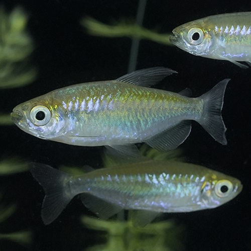 ワイルドコンゴーテトラ（コンゴ）＊雌雄指定なし