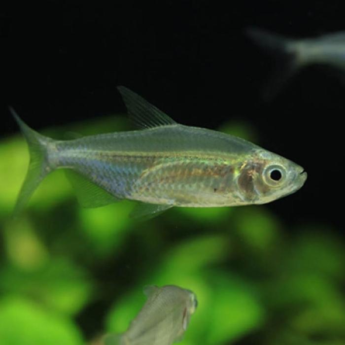 ワイルドイエローコンゴーテトラ（コンゴ）＊雄雌指定なし